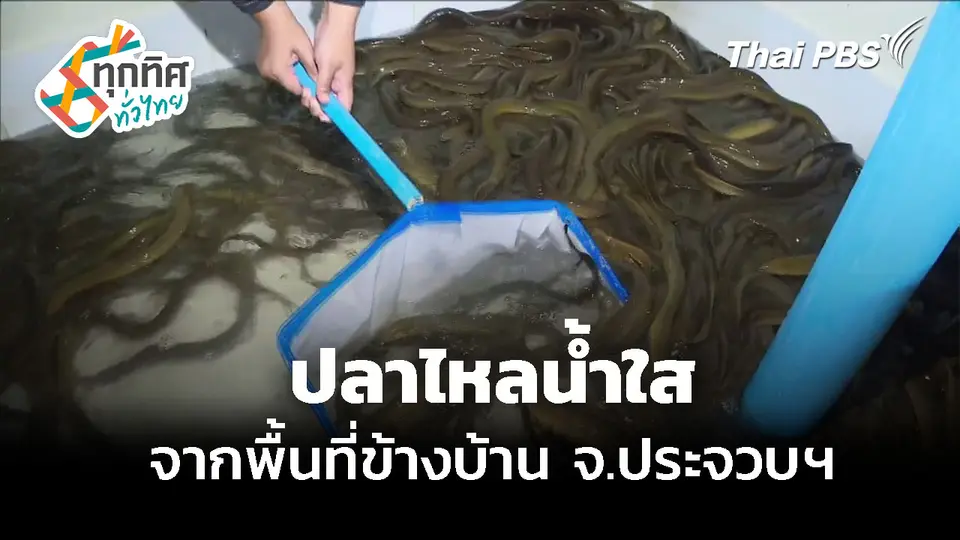 ปรับพื้นที่ข้างบ้าน เลี้ยงปลาไหลน้ำใส จ.ประจวบคีรีขันธ์