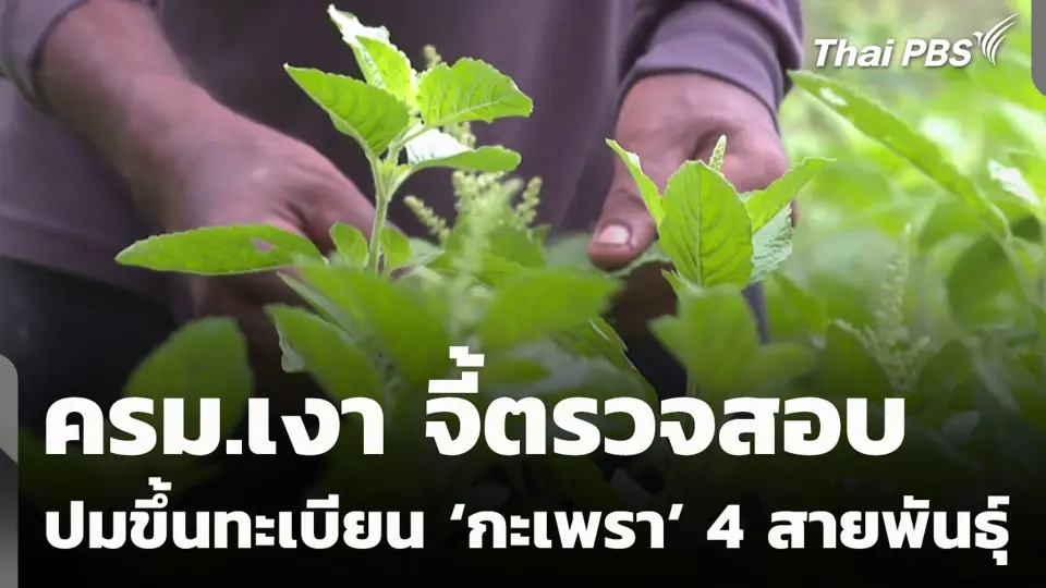 ครม.เงา จี้ตรวจสอบปมขึ้นทะเบียน ‘กะเพรา’ 4 สายพันธุ์