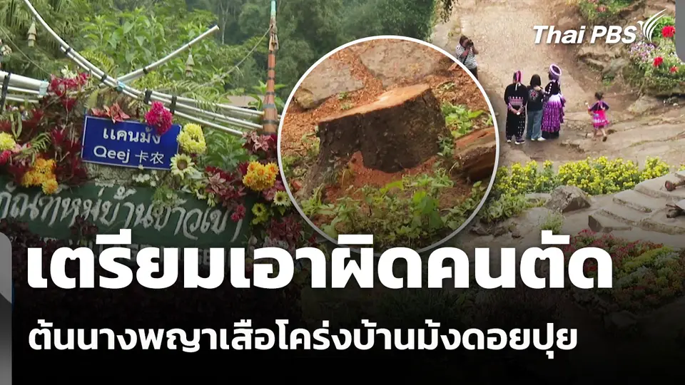 เตรียมเอาผิดคนตัดต้นนางพญาเสือโคร่งบ้านม้งดอยปุย