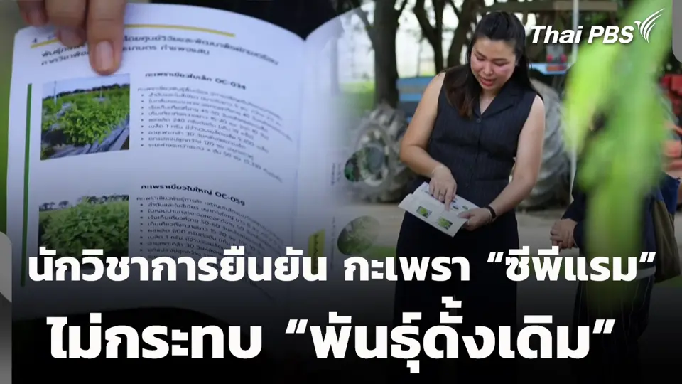 นักวิชาการยืนยัน กะเพรา “ซีพีแรม” ไม่กระทบ “พันธุ์ดั้งเดิม”