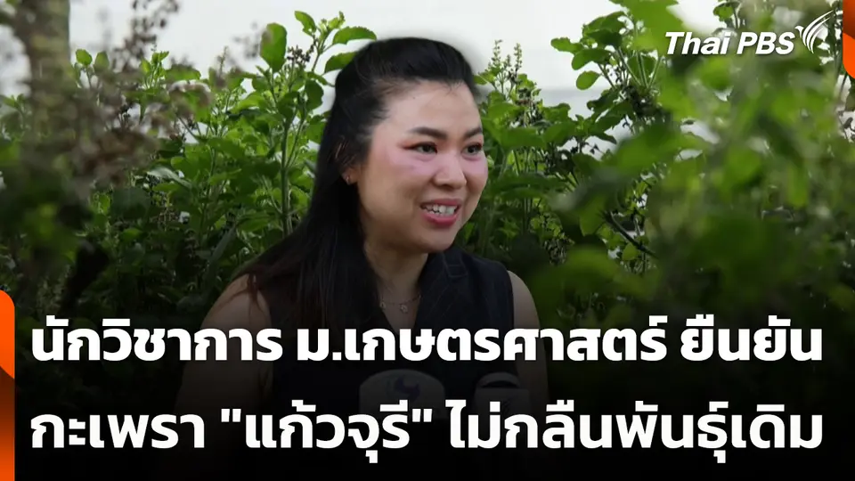 นักวิชาการ ม.เกษตรศาสตร์ ยืนยันกะเพรา "แก้วจุรี" ไม่กลืนพันธุ์เดิม