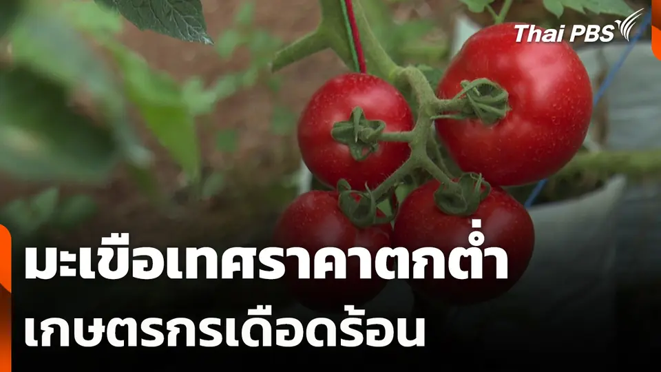 มะเขือเทศราคาตกต่ำเกษตรกรเดือดร้อน