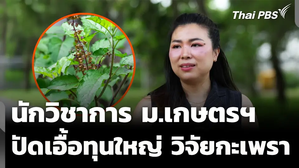 นักวิชาการด้านพืช ม.เกษตรฯ ปัดเอื้อทุนใหญ่ วิจัยกะเพรา