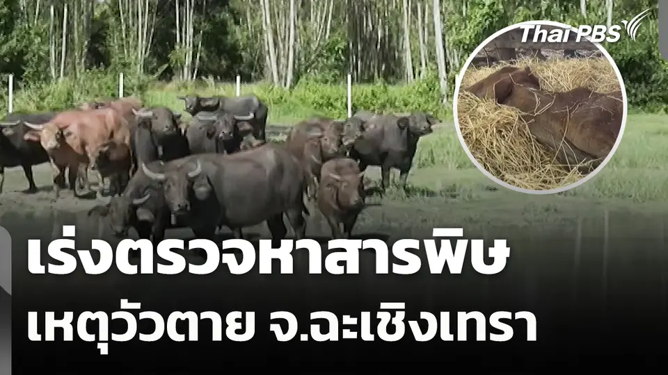 สถานีร้องเรียน : เร่งตรวจหาสารพิษ เหตุวัวตาย จ.ฉะเชิงเทรา