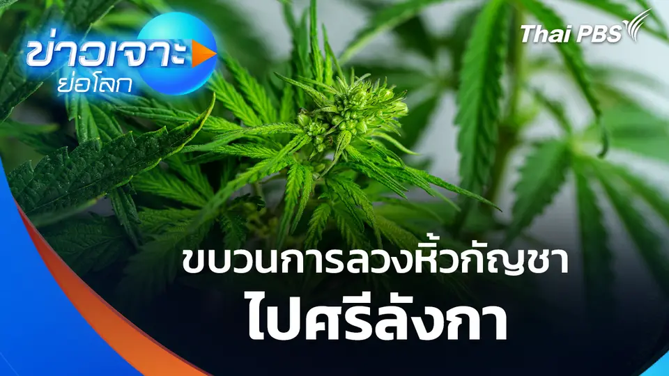 ขบวนการลวงหิ้วกัญชา ไปศรีลังกา