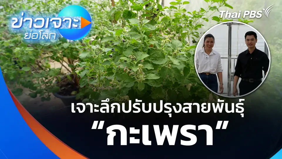 เจาะลึกปรับปรุงสายพันธุ์ “กะเพรา”