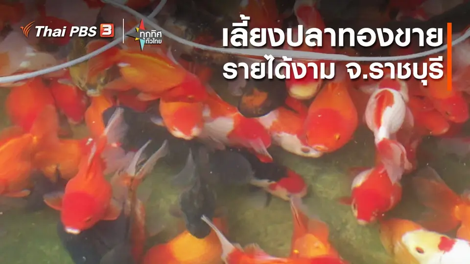 ​อาชีพทั่วไทย : เลี้ยงปลาทองขายรายได้งาม จ.ราชบุรี