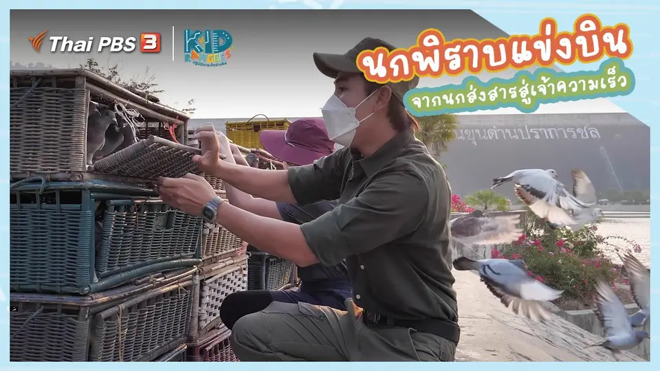 ​คิดส์เรียนรู้ : “นกพิราบแข่งบิน” จากนกส่งสารสู่เจ้าความเร็ว