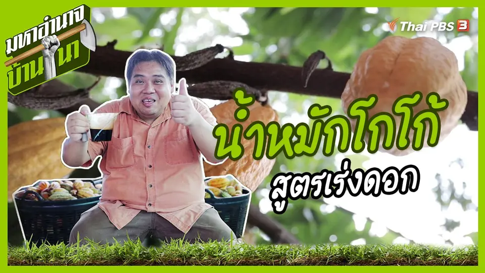 สูตรลับฉบับบ้านนา : น้ำหมักโกโก้สูตรเร่งดอก