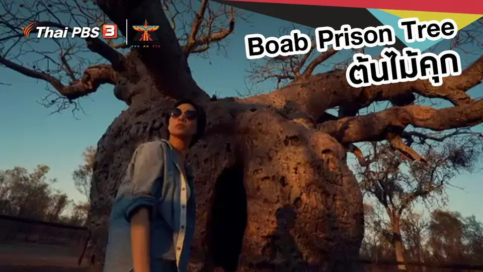 เรื่องเล่าการเดินทาง : Boab Prison Tree ต้นไม้คุก