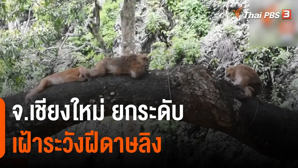 จ.เชียงใหม่ ยกระดับเฝ้าระวังฝีดาษลิง