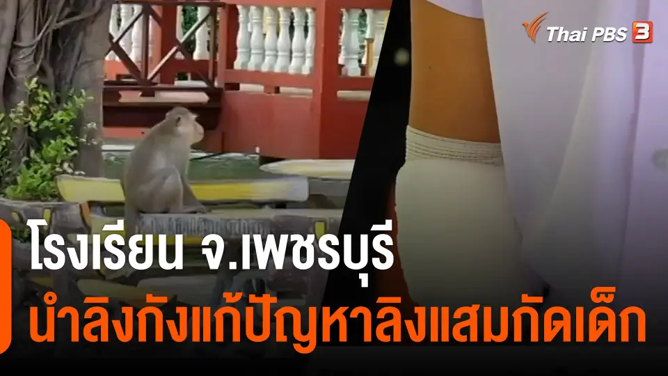 โรงเรียน จ.เพชรบุรี นำลิงกังแก้ปัญหาลิงแสมกัดเด็ก
