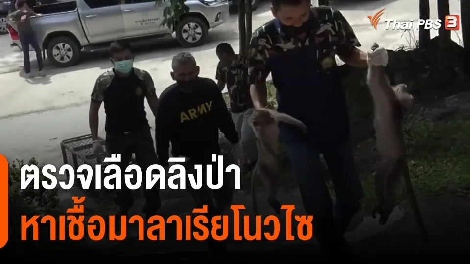 ตรวจเลือดลิงป่าหาเชื้อมาลาเรียโนวไซ