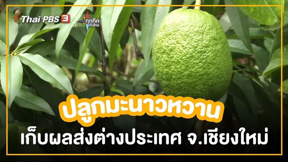 อาชีพทั่วไทย : ปลูกมะนาวหวานเก็บผลส่งต่างประเทศ จ.เชียงใหม่