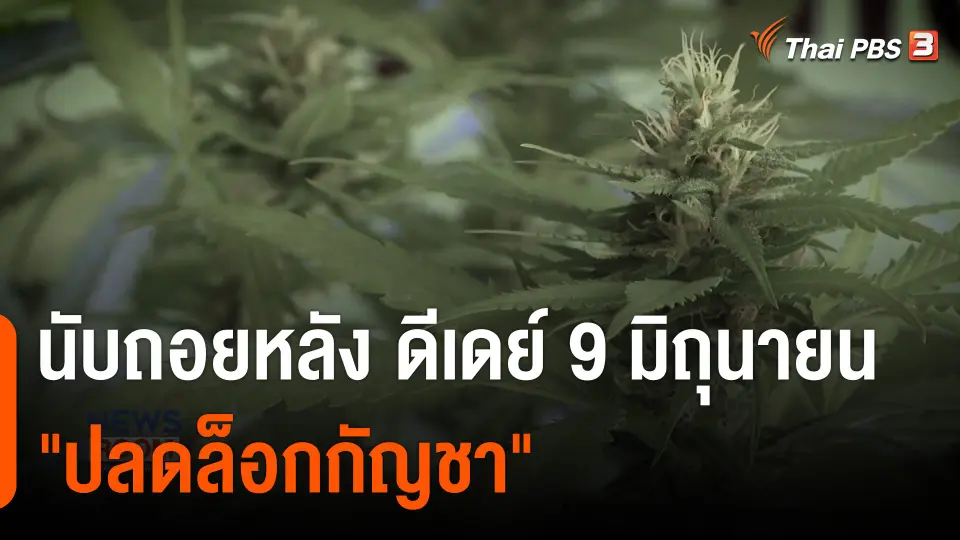 นับถอยหลัง ดีเดย์ 9 มิถุนายน "ปลดล็อกกัญชา"
