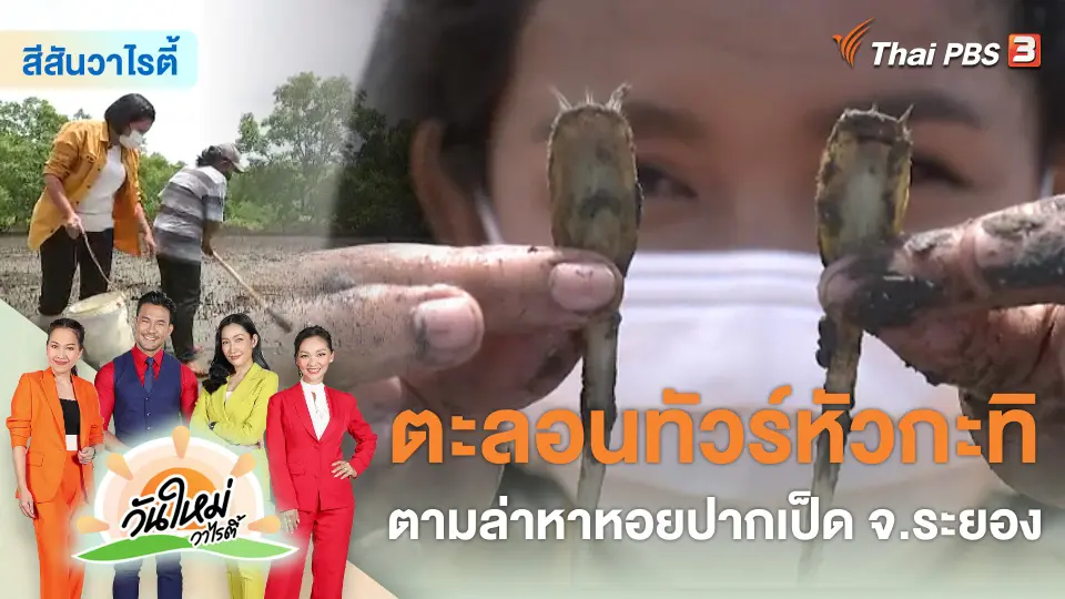 สีสันวาไรตี้ : ตะลอนทัวร์หัวกะทิ ตามล่าหาหอยปากเป็ด จ.ระยอง
