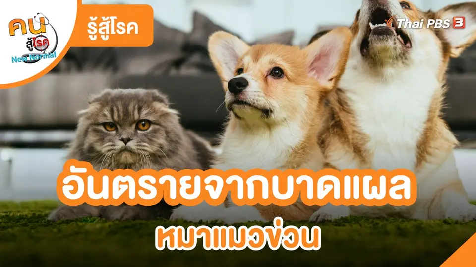 ​รู้สู้โรค : อันตรายจากบาดแผลหมาแมวข่วน