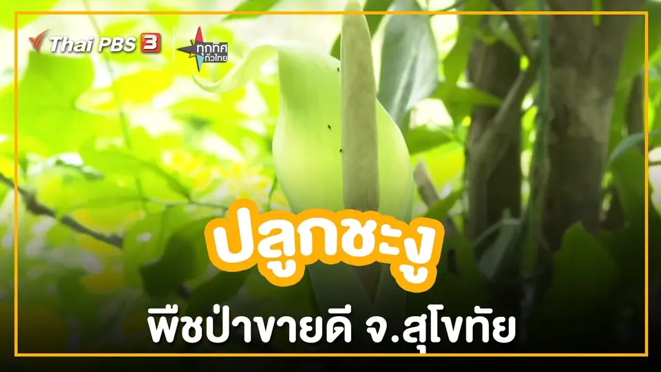 ​อาชีพทั่วไทย : ปลูกชะงูพืชป่าขายดี จ.สุโขทัย
