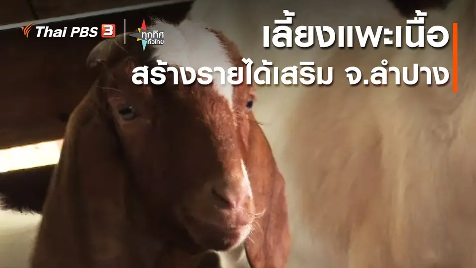 ​อาชีพทั่วไทย : เลี้ยงแพะเนื้อสร้างรายได้เสริม จ.ลำปาง