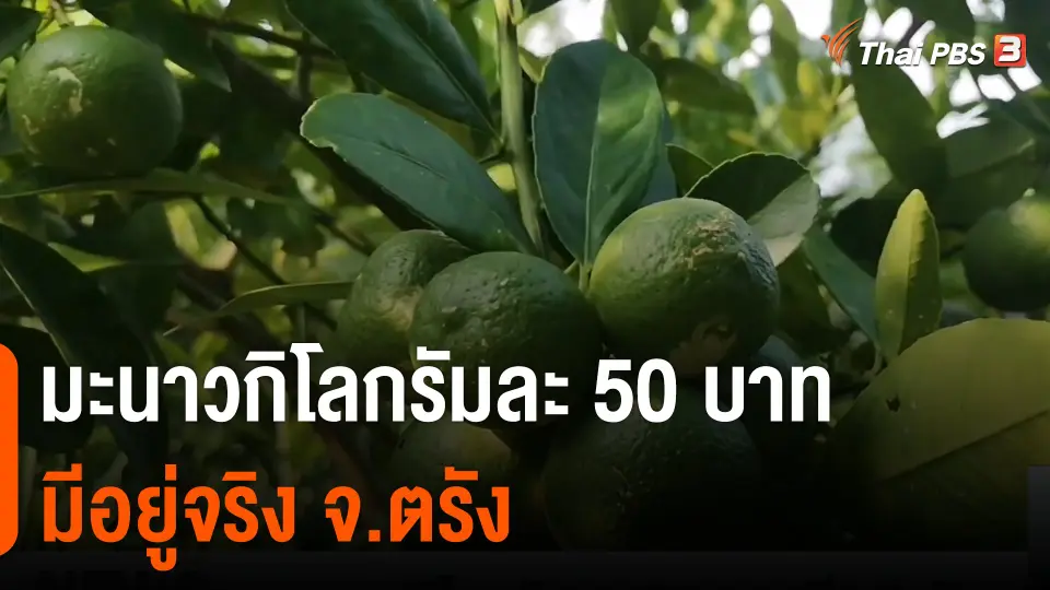 มะนาวกิโลกรัมละ 50 บาทมีอยู่จริง