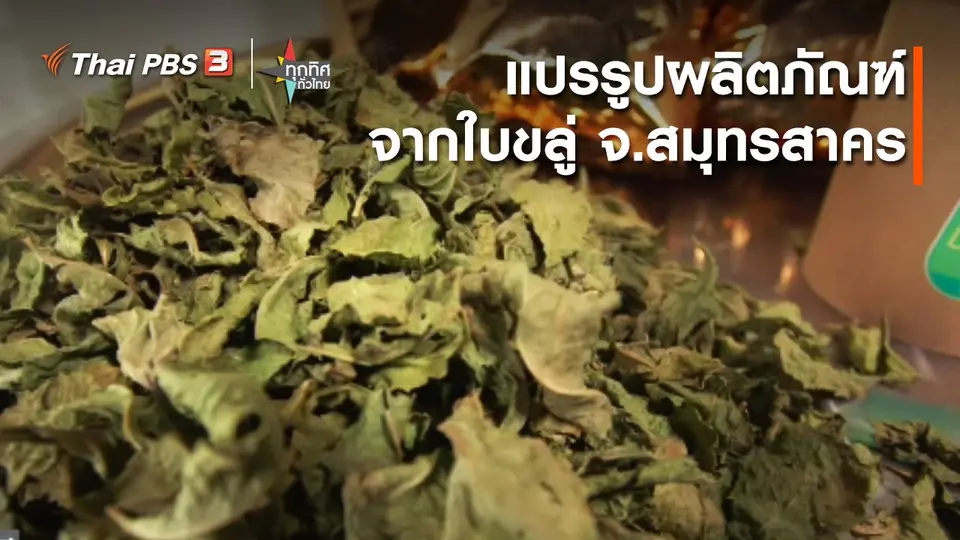 อาชีพทั่วไทย : แปรรูปผลิตภัณฑ์จากใบขลู่ จ.สมุทรสาคร