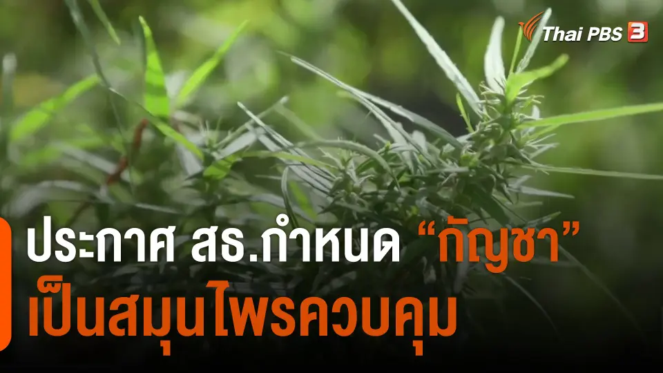 ประกาศ สธ.กำหนด "กัญชา" เป็นสมุนไพรควบคุม