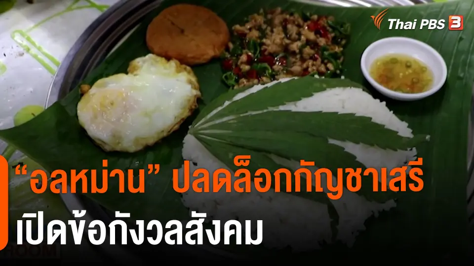 ​"อลหม่าน" ปลดล็อกกัญชาเสรี เปิดข้อกังวลสังคม