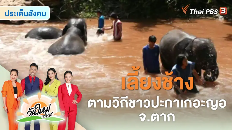 ​สีสันวาไรตี้ : เลี้ยงช้างตามวิถีชาวปะกาเกอะญอ จ.ตาก
