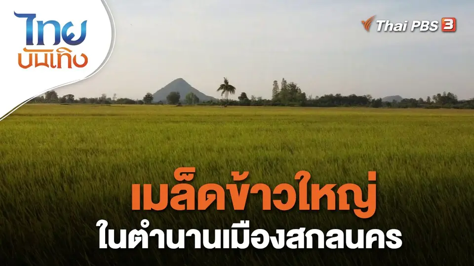 เรื่องนี้มีตำนาน : เมล็ดข้าวใหญ่ในตำนานเมืองสกลนคร