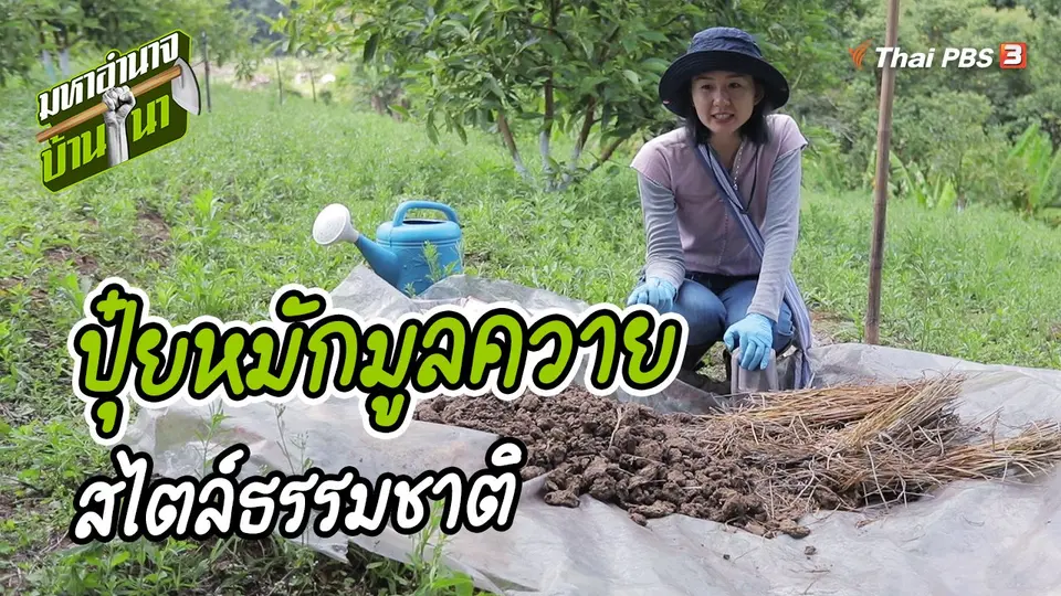 สูตรลับฉบับบ้านนา : ปุ๋ยหมักมูลควายสไตล์ธรรมชาติ