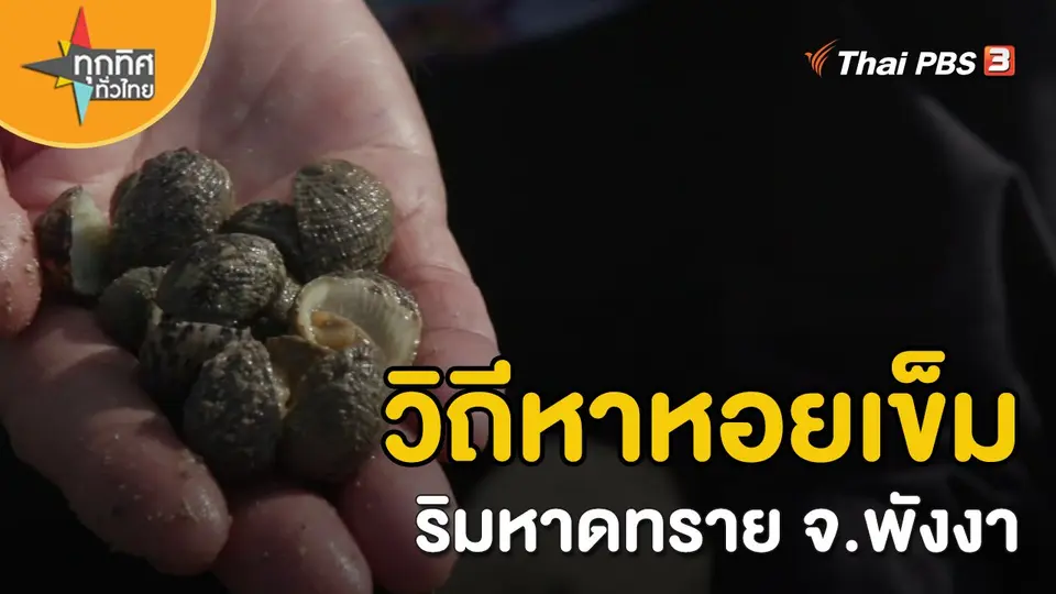 วิถีทั่วไทย : วิถีหาหอยเข็มริมหาดทราย จ.พังงา