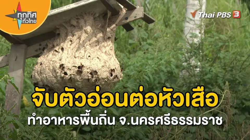 วิถีทั่วไทย : จับตัวอ่อนต่อหัวเสือทำอาหารพื้นถิ่น จ.นครศรีธรรมราช