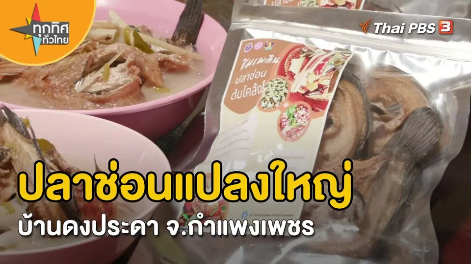 ​อาชีพทั่วไทย : ปลาช่อนแปลงใหญ่บ้านดงประดา จ.กำแพงเพชร