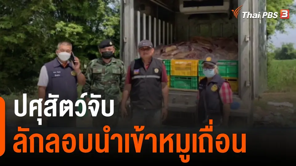 ปศุสัตว์จับ กองทัพมด ลักลอบนำเข้าหมูเถื่อน : กิน อยู่ รู้ รอบ