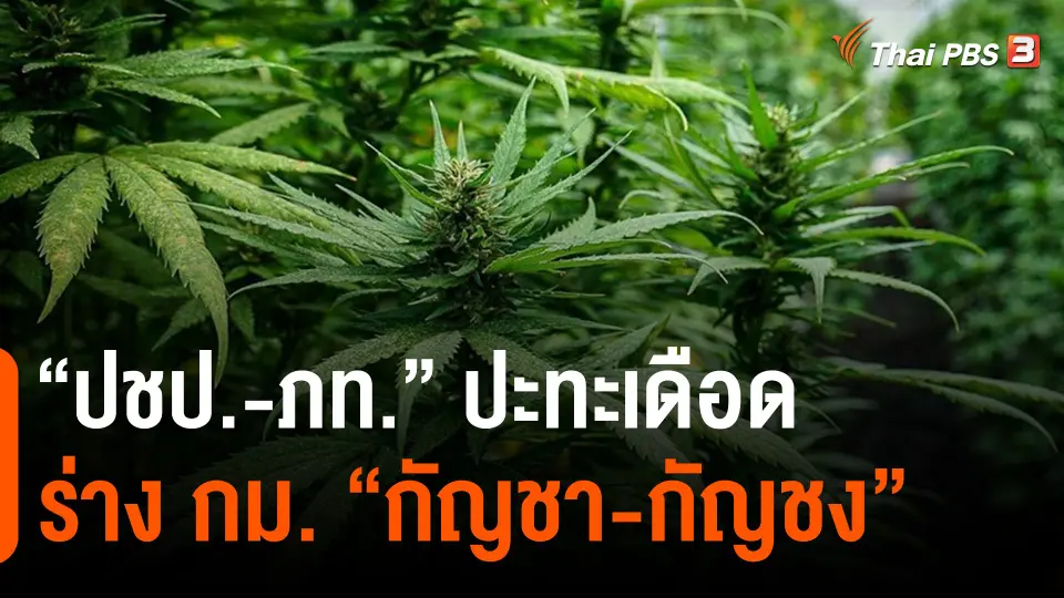​"ปชป.-ภท." ปะทะเดือด ร่าง กม."กัญชา-กัญชง"