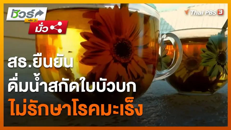​ชัวร์หรือมั่ว : สธ.ยืนยัน ดื่มน้ำสกัดใบบัวบก ไม่รักษาโรคมะเร็ง