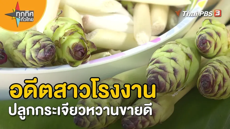 อาชีพทั่วไทย : อดีตสาวโรงงานปลูกกระเจียวหวานขายดี จ.กาฬสินธุ์