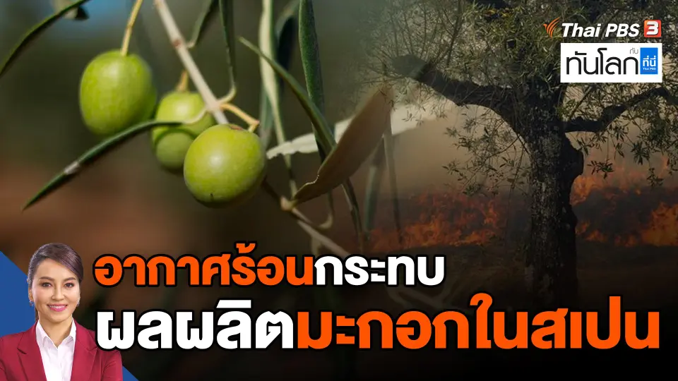 อากาศร้อนกระทบผลผลิตมะกอกในสเปน