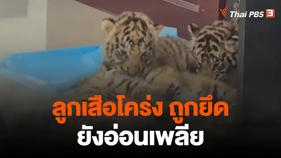 ลูกเสือโคร่งถูกยึดยังอ่อนเพลีย