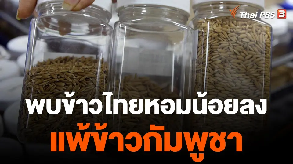 ข้าวไทยพ่ายข้าวกัมพูชา เพราะ "หอมน้อยกว่า"