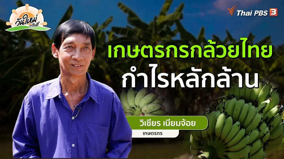 ​พอดีพอเพียง : เกษตรกรกล้วยไทย กำไรหลักล้าน
