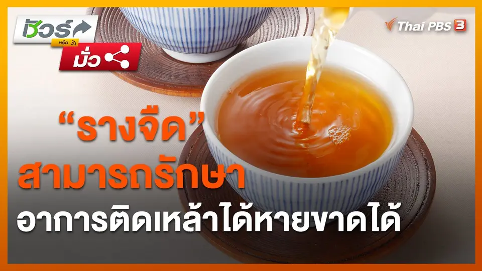 ​ชัวร์หรือมั่ว : “รางจืด” สามารถรักษาอาการติดเหล้าได้หายขาดได้