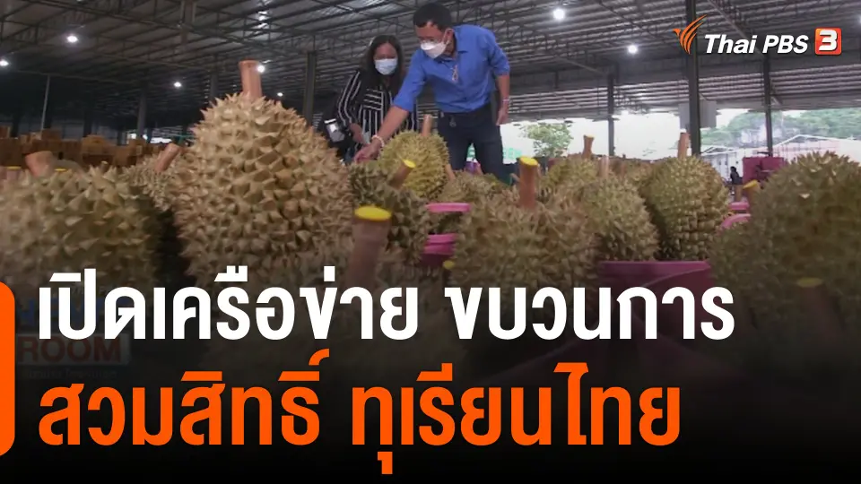 เปิดเครือข่าย "ขบวนการสวมสิทธิ์" ทุเรียนไทย
