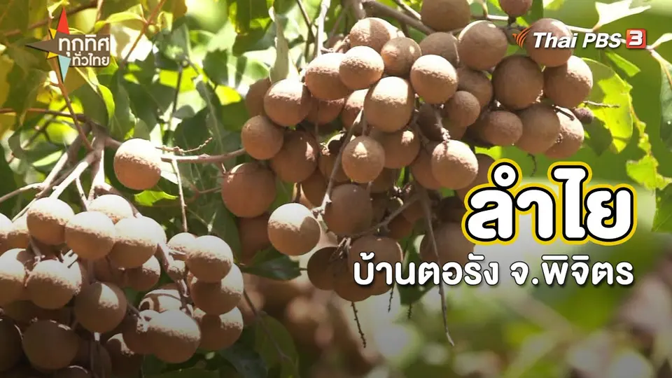 อาชีพทั่วไทย : ลำไยบ้านตอรัง จ.พิจิตร