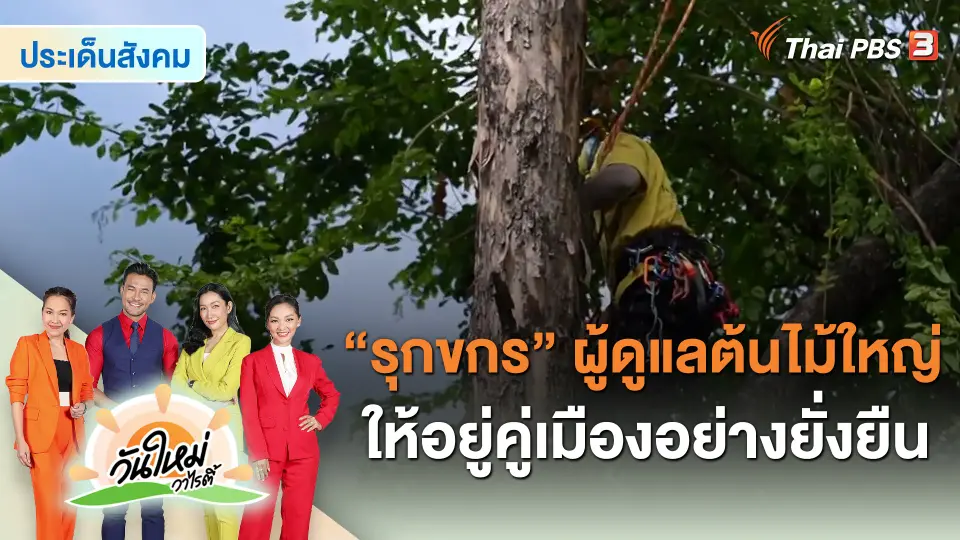 ​ประเด็นสังคม : “รุกขกร” ผู้ดูแลต้นไม้ใหญ่ ให้อยู่คู่เมืองอย่างยั่งยืน