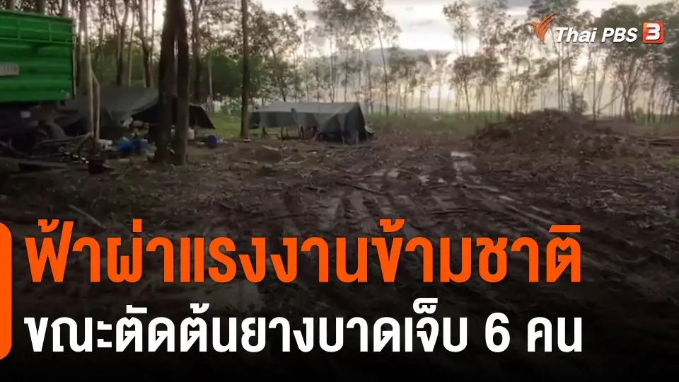 ​ฟ้าผ่าแรงงานข้ามชาติขณะตัดต้นยางบาดเจ็บ 6 คน