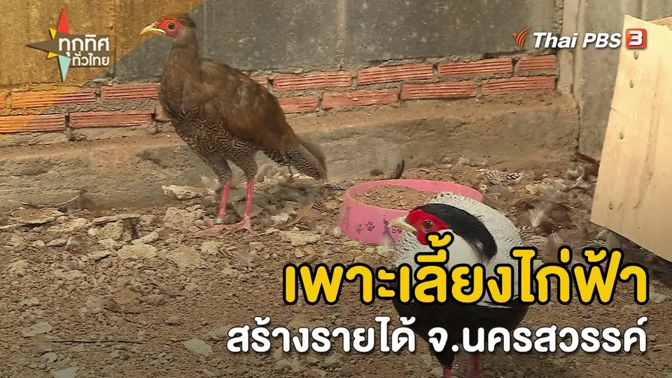 อาชีพทั่วไทย : เพาะเลี้ยงไก่ฟ้าสร้างรายได้ จ.นครสวรรค์