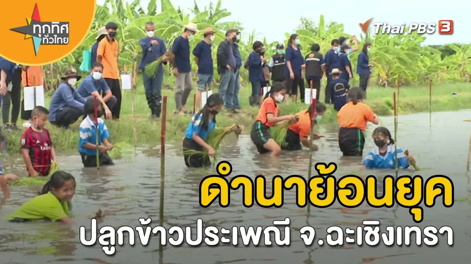 วิถีทั่วไทย : ดำนาย้อนยุคปลูกข้าวประเพณี จ.ฉะเชิงเทรา