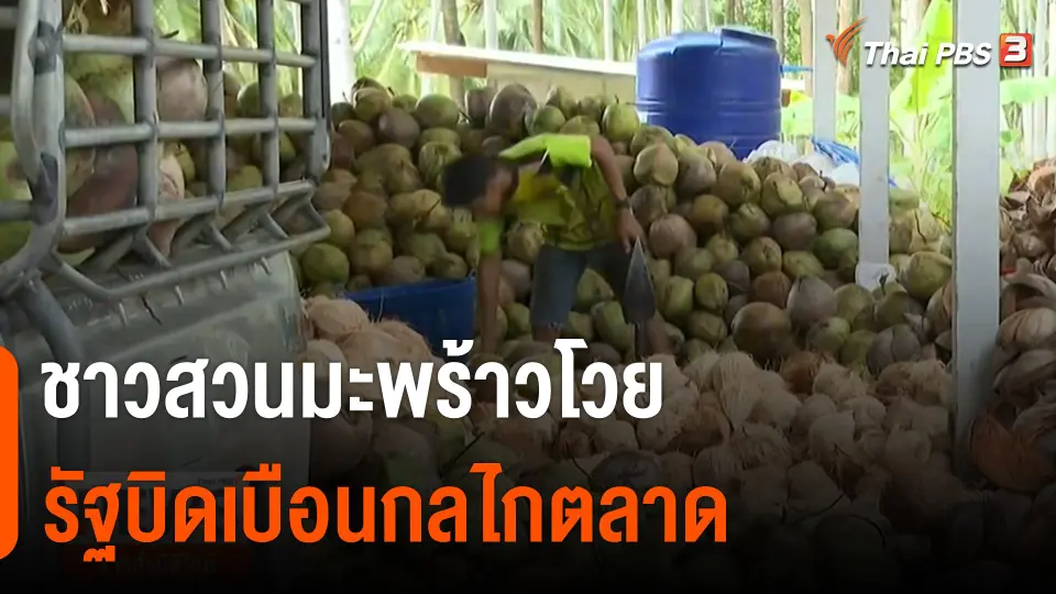 ชาวสวนมะพร้าวโวยรัฐบิดเบือนกลไกตลาด