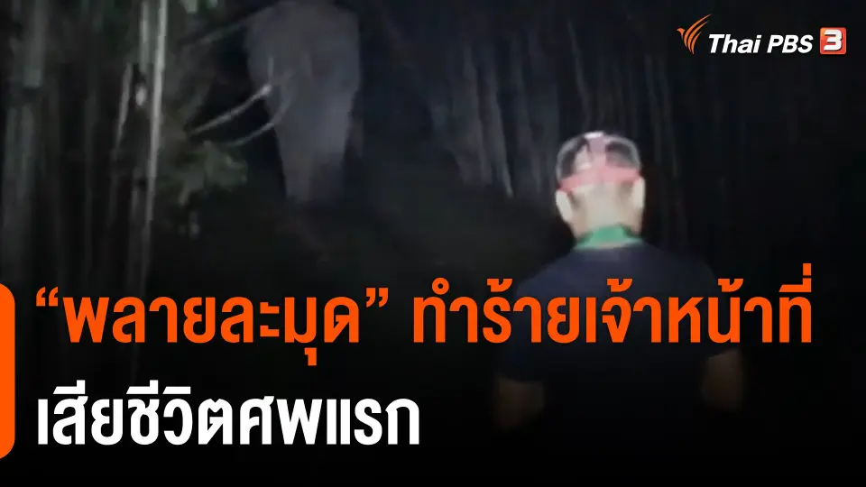 "พลายละมุด" ทำร้ายเจ้าหน้าที่เสียชีวิตศพแรก